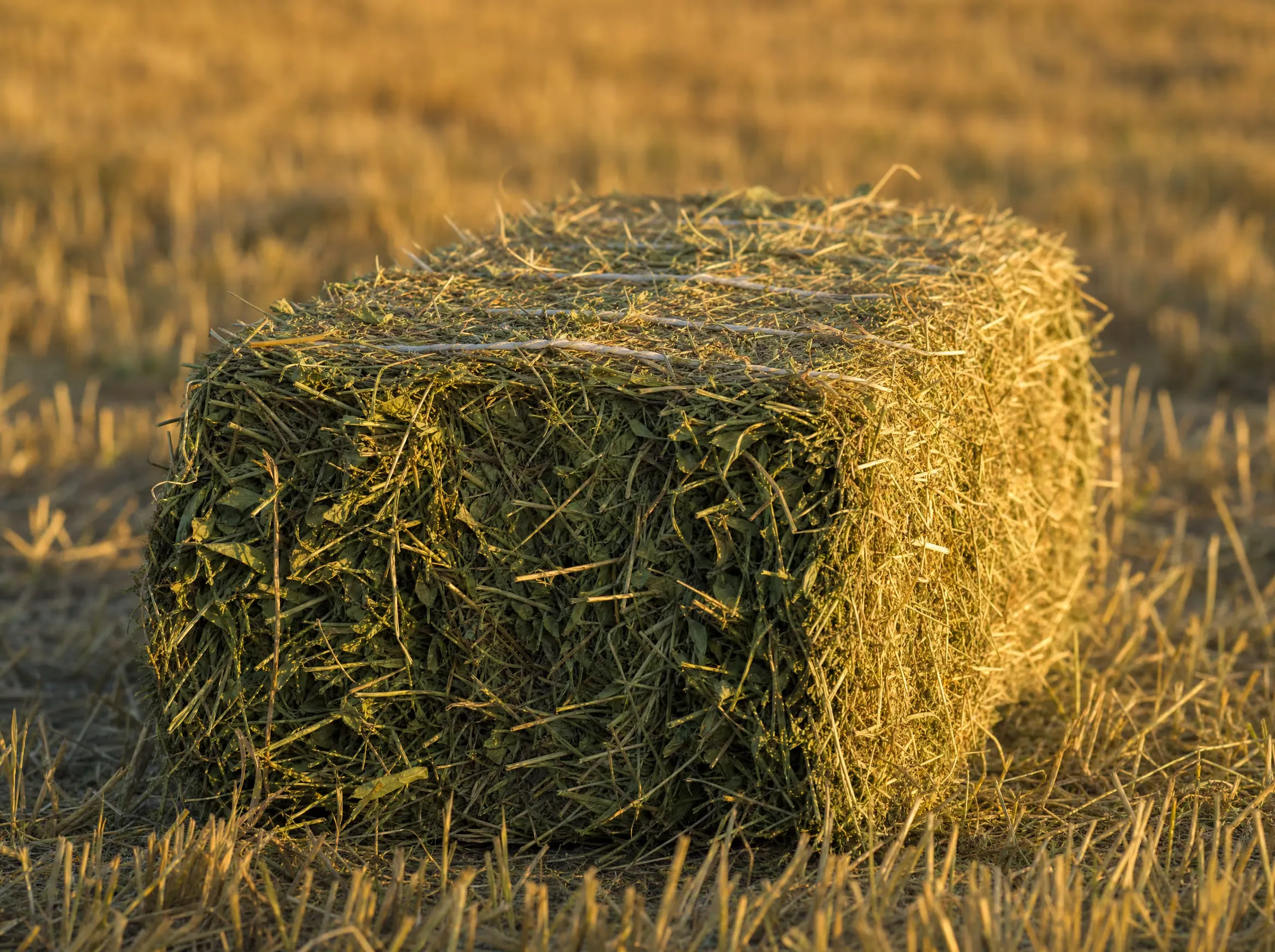 Close-up of a single fresh 55 lb square hay bale, leafy and green, bound with twine