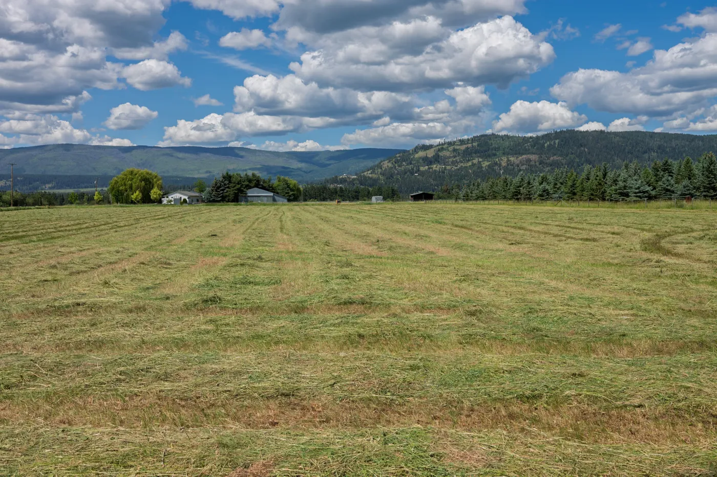 A mown horse hay field with windrows and farm buildings near Armstrong, the North Okanagan hills beyond