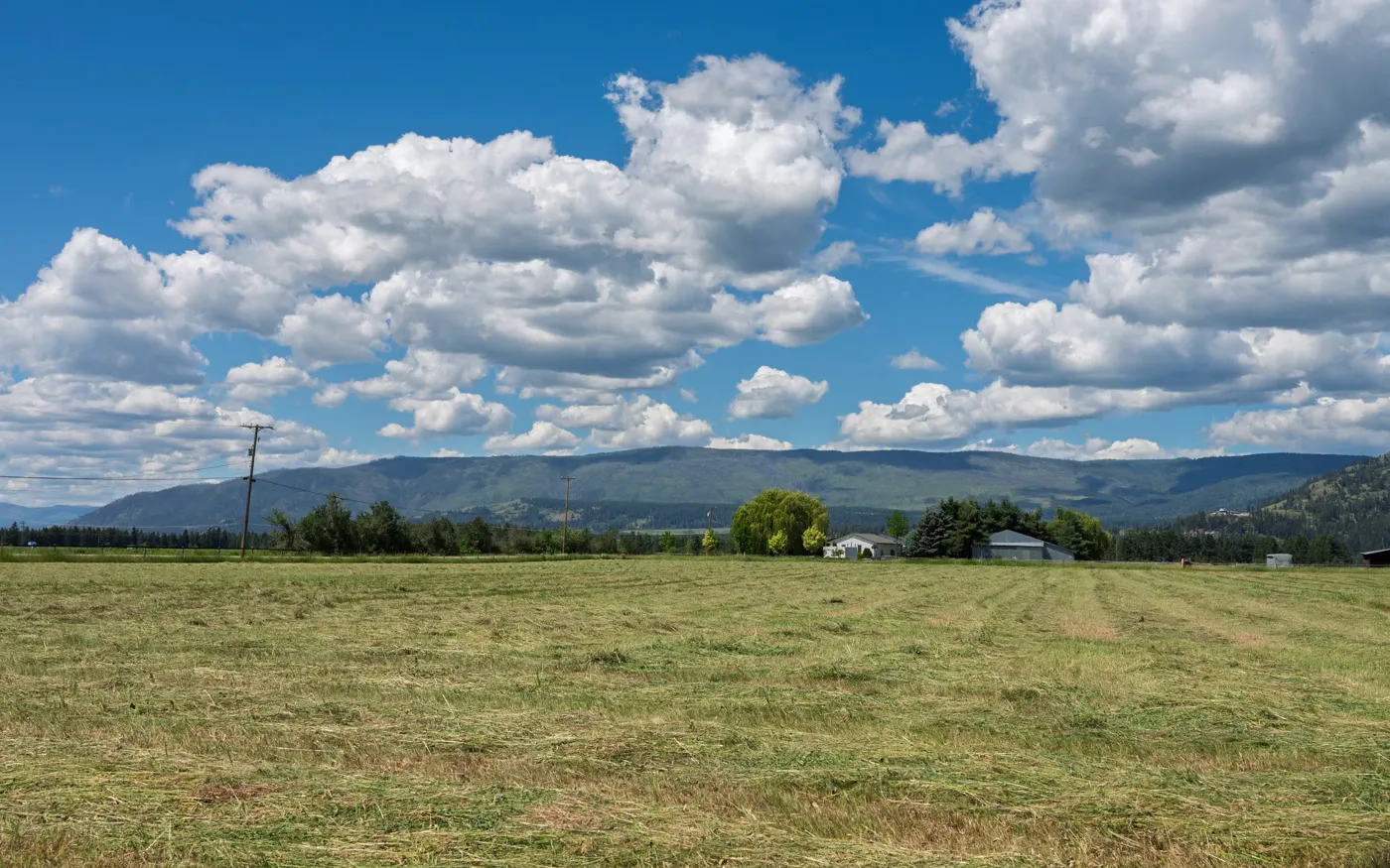 A freshly mown horse hay field with windrows of cut hay near Armstrong, the Spallumcheen valley and mountains beyond in BC